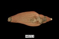 藏品(閃電渦螺)的圖片